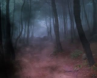 Misty Forest Pictures, Images and Photos