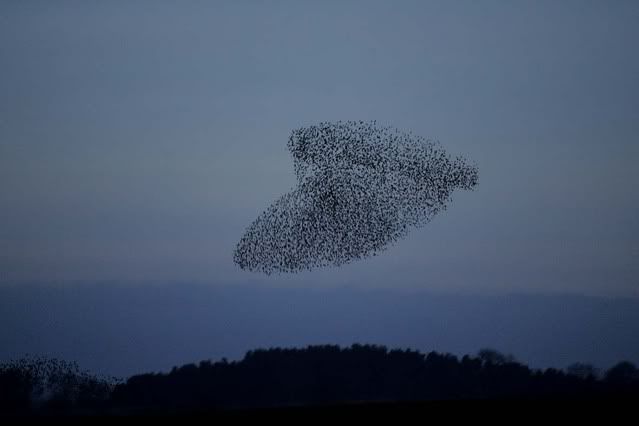 http://i272.photobucket.com/albums/jj162/dragonhill42/Starling20flock204.jpg