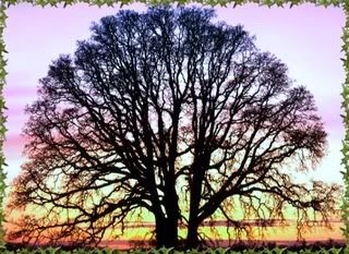 oak-trees.jpg