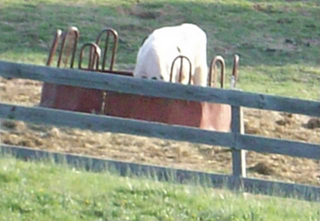 Silly cow... - Cattle