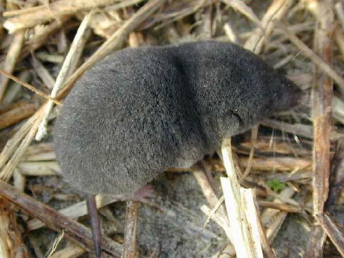 Southern_short-tailed_shrew.jpg