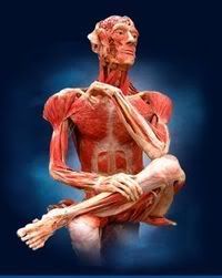 Human Anatomy Pictures, Images and Photos