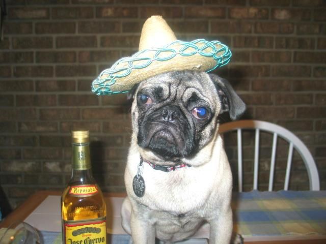 PartyPug.jpg