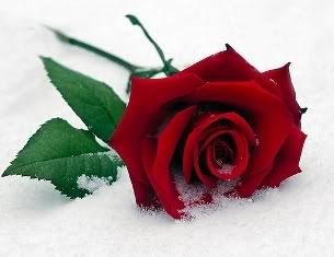 a rose snow Pictures, Images and Photos