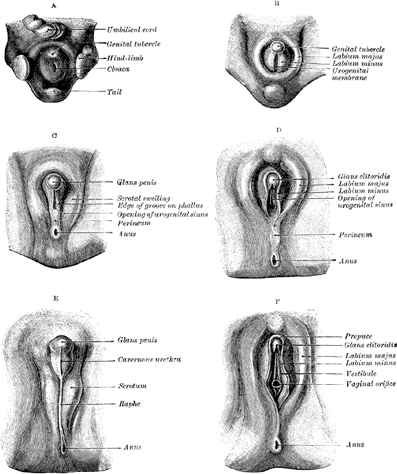 Ovaries / Testes. Typical development: Significant differentiation between 