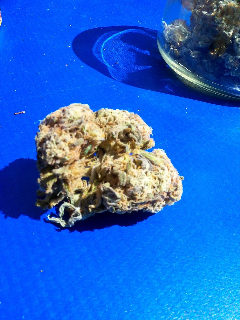 Purple+trainwreck+bud