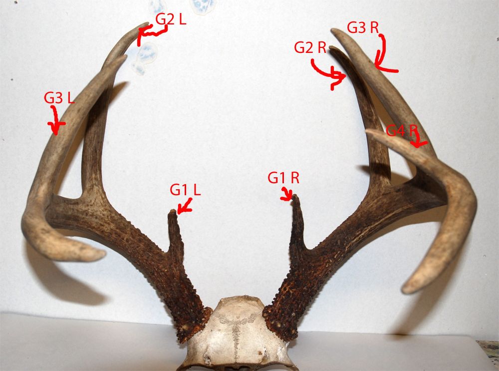 Scoring your Buck Deer Hunting New Brunswick Hunting