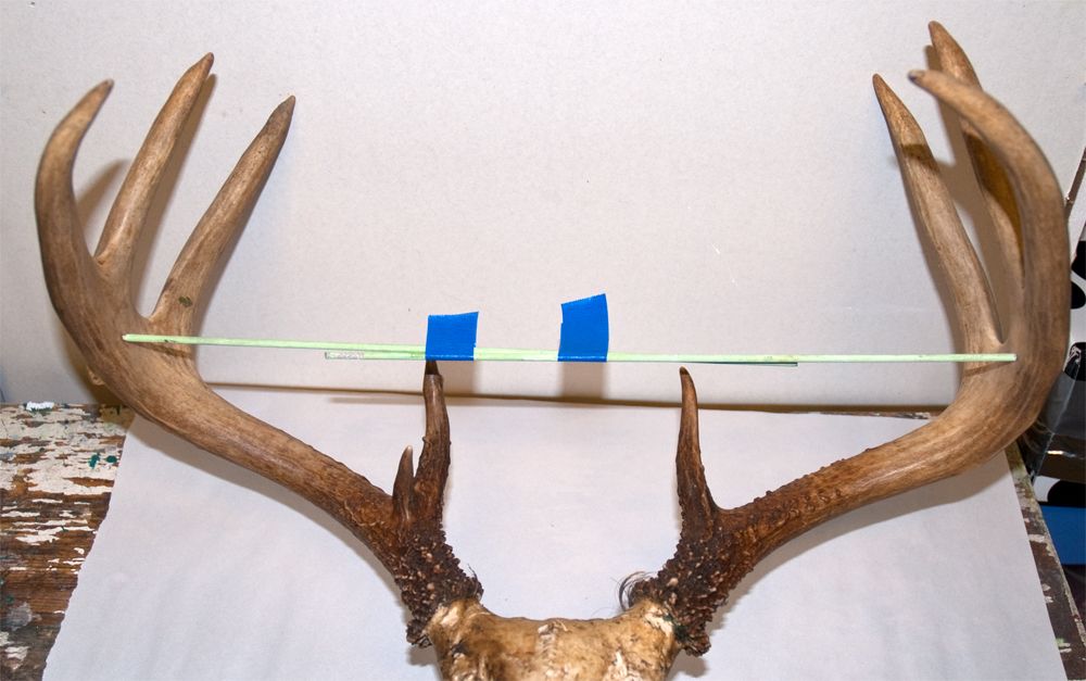 Scoring your Buck Deer Hunting New Brunswick Hunting