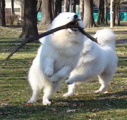 Качена снимка