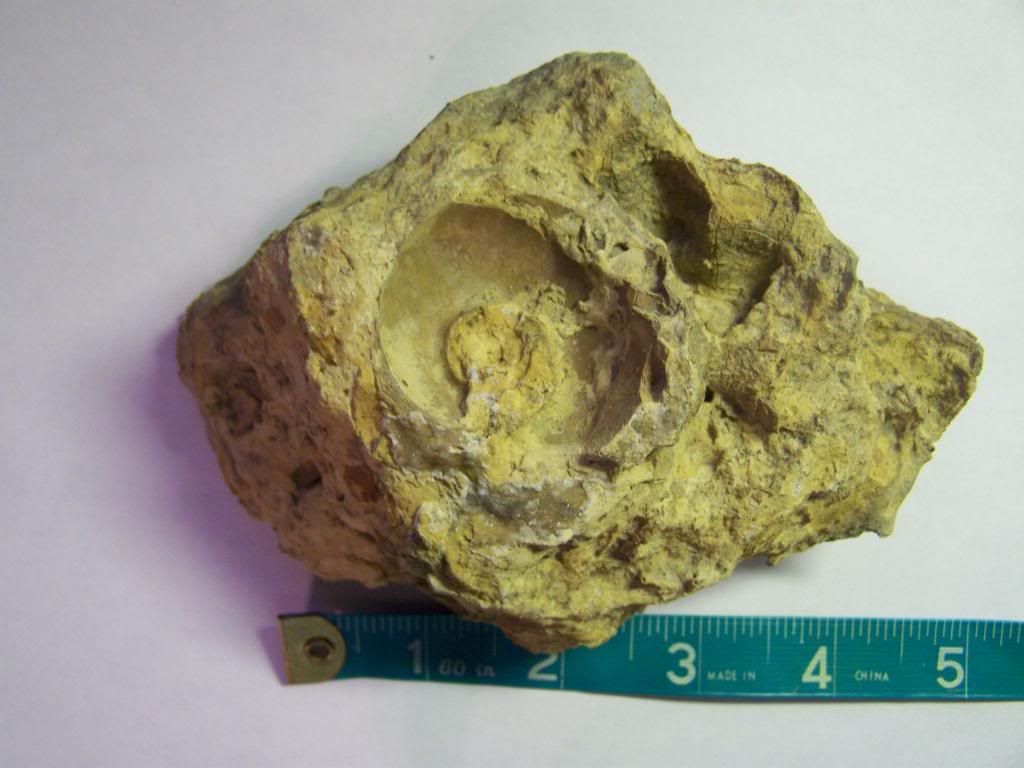 Lake Jacksboro Find. Fossil ID The Fossil Forum