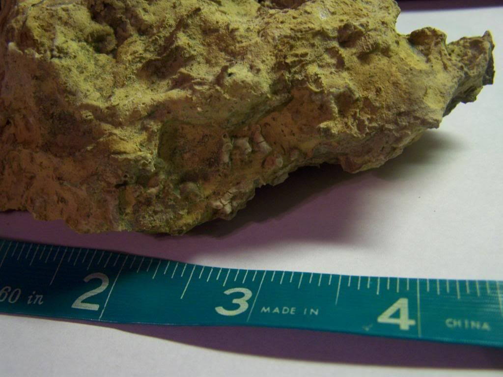 Lake Jacksboro Find. Fossil ID The Fossil Forum