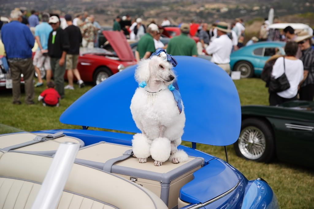 IMAGE: http://i272.photobucket.com/albums/jj173/PM720/16th%20Annual%20Palos%20Verdes%20Concours/Poodle.jpg