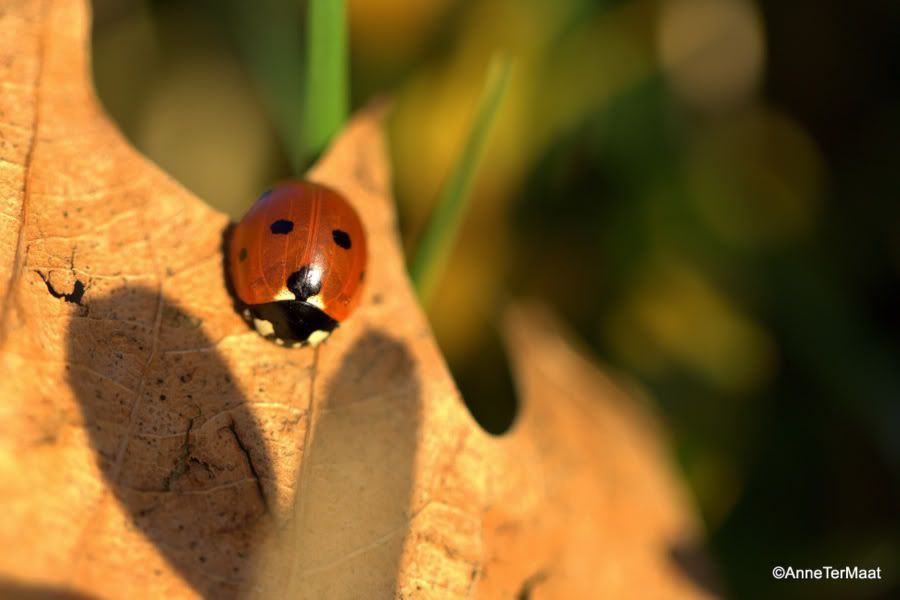 Fotografie