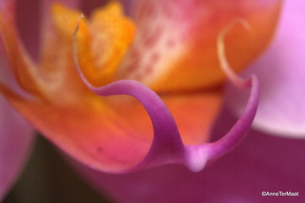 Fotografie