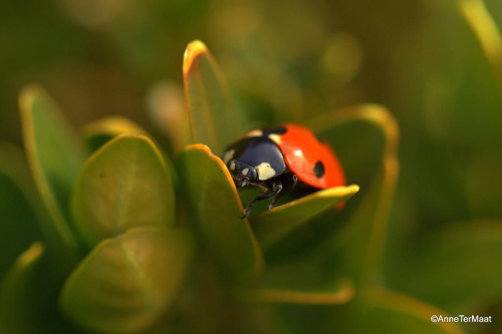 Fotografie