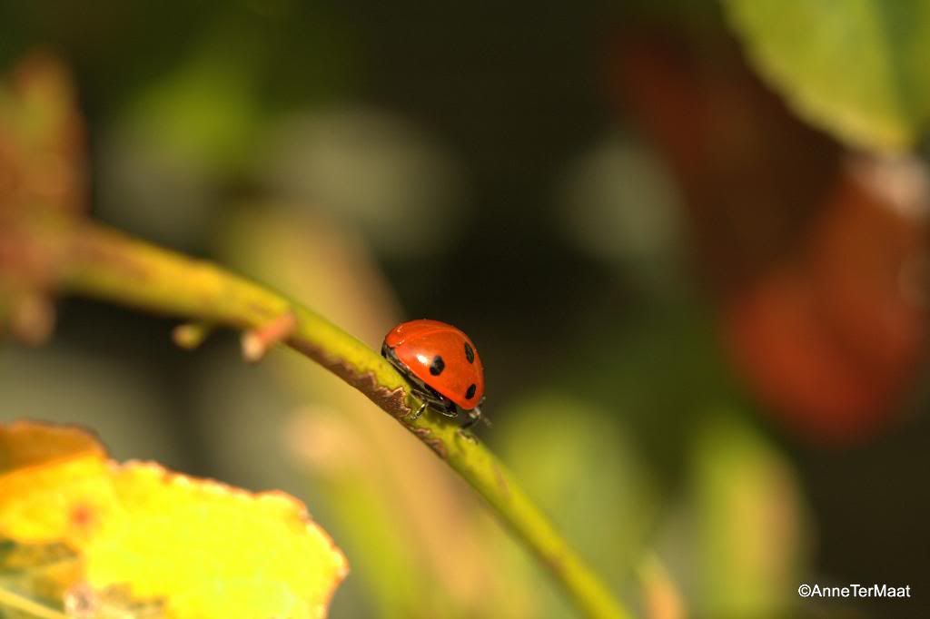 Fotografie