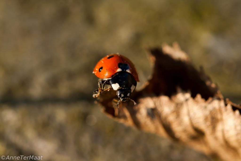Fotografie