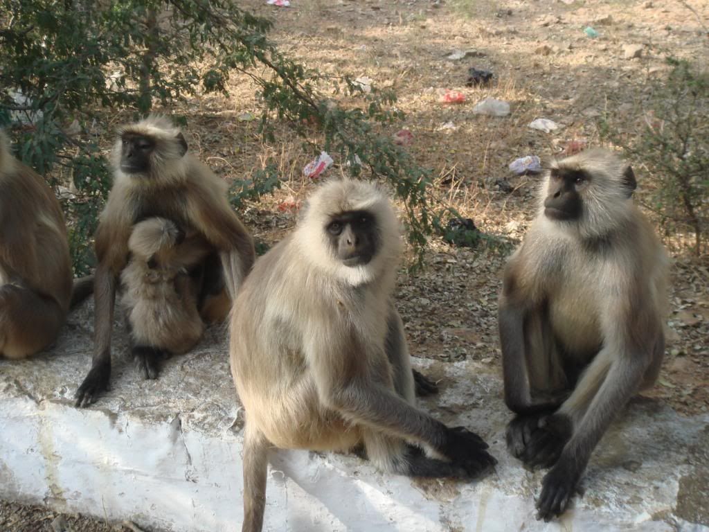 monkeys @ Pushkar ... Pictures, Images and Photos