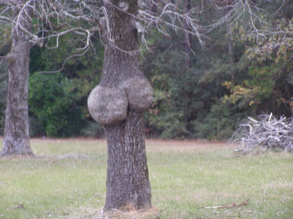 That could either be a female or a male tree.