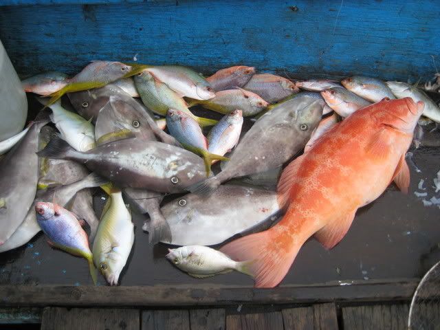 Chuyên cung cấp bào ngư thiên nhiên , tôm hùm , cá mú đỏ ..