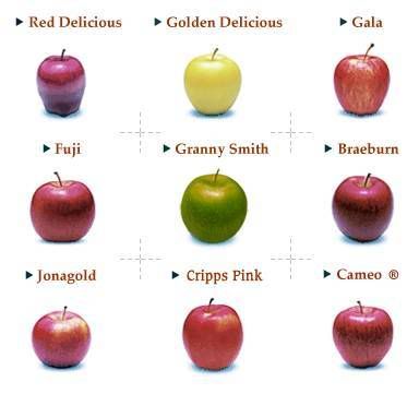 applesvarieties.jpg