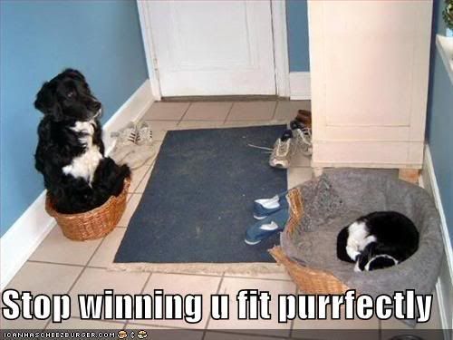 funny-pictures-cat-dog-beds-stop-wh.jpg