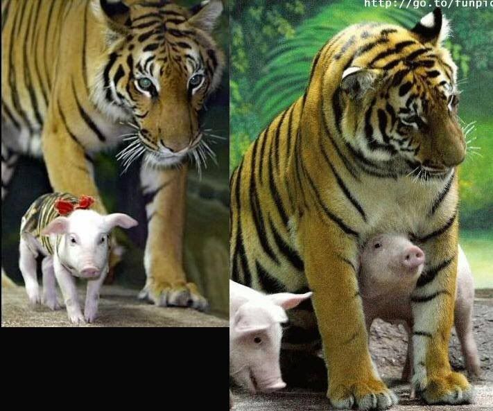 tigerpigs.jpg tiger with baby pigs image by meia_anl