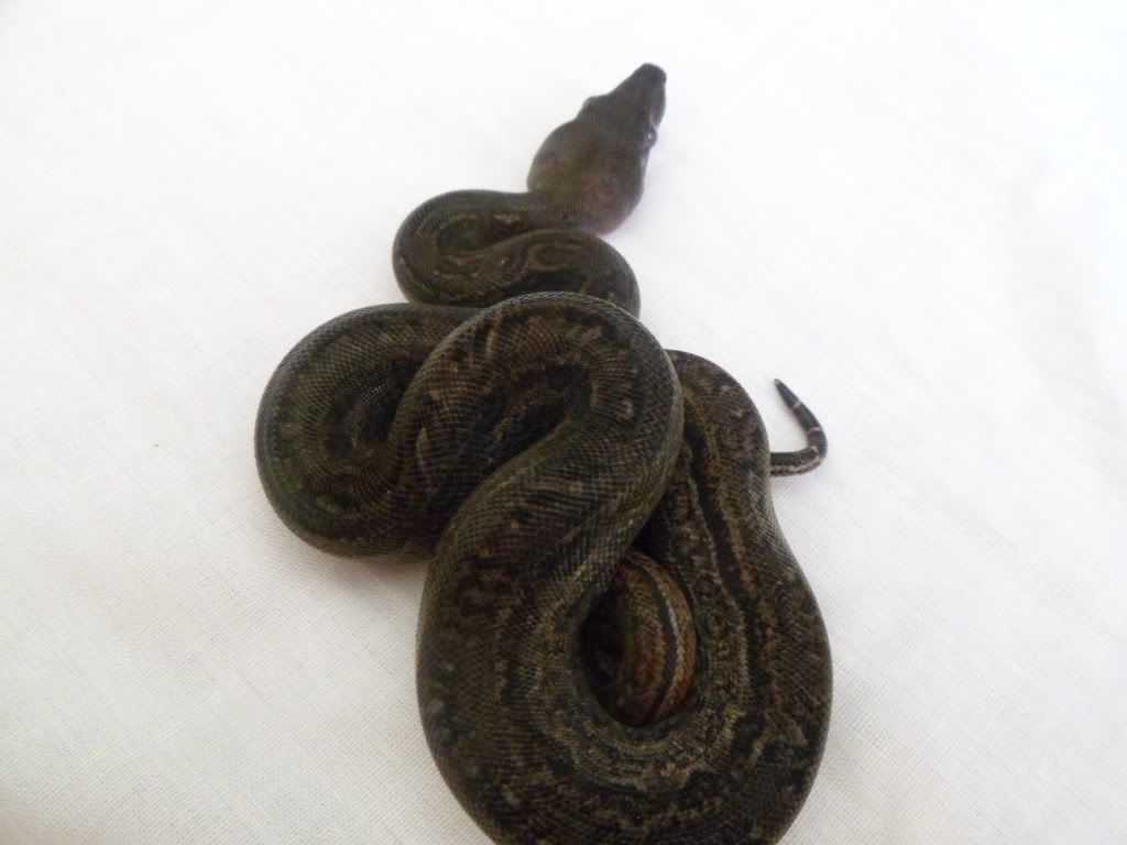 Leopard Litter Post Shed Pics (Females) Reptile Forums