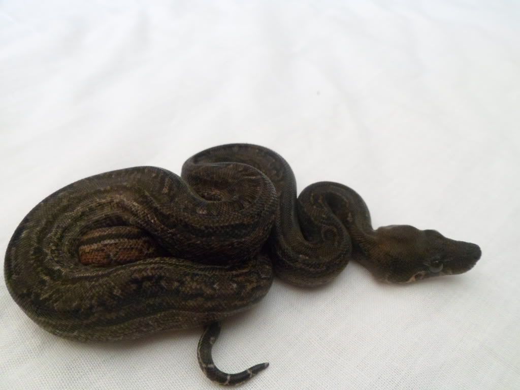 Leopard Litter Post Shed Pics (Females) Reptile Forums