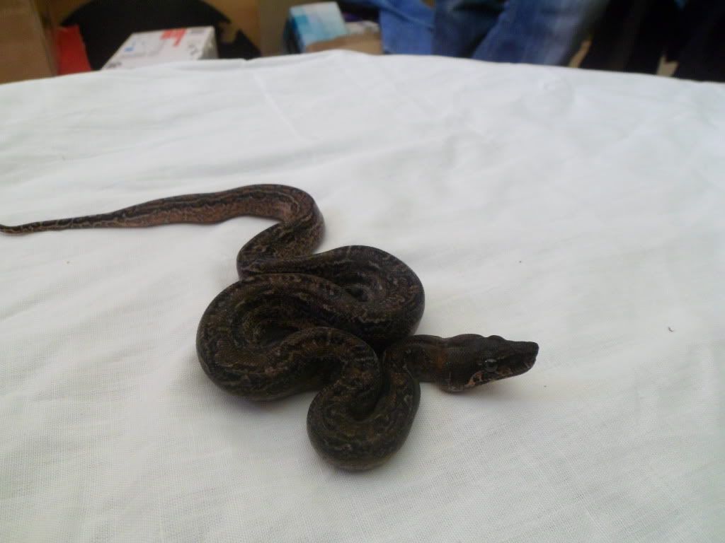 Leopard Litter Post Shed Pics (Females) Reptile Forums