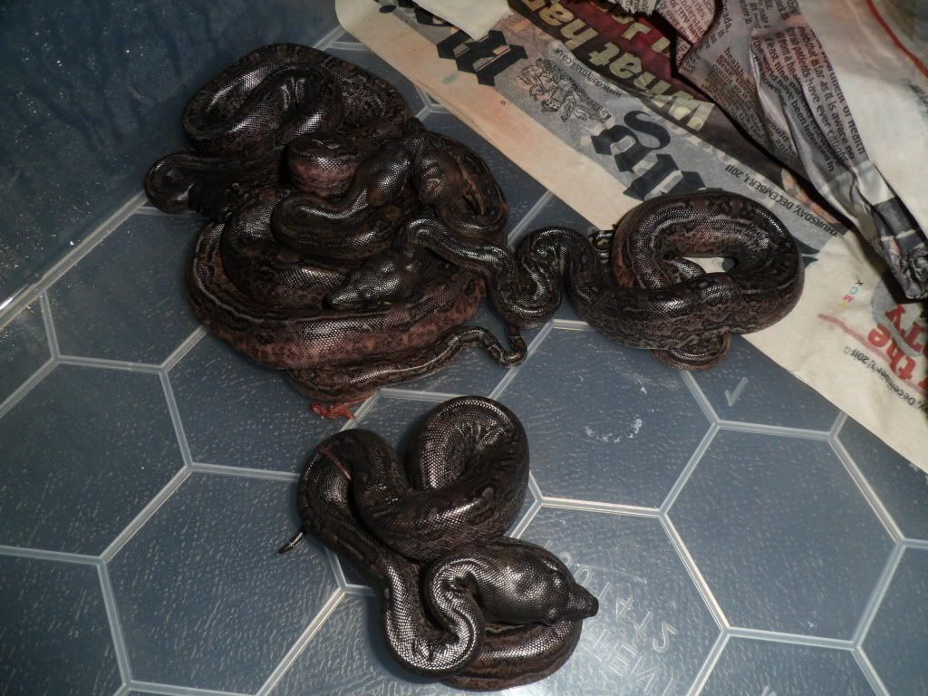 Leopard Litter Reptile Forums