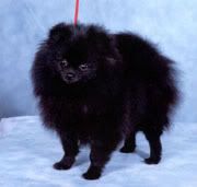 funny black pom Pictures, Images and Photos