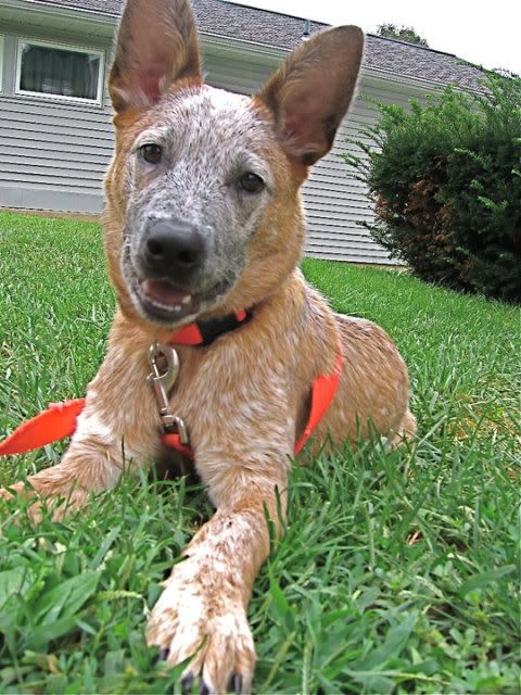 australian cattle dog/red australian cattle dog/red