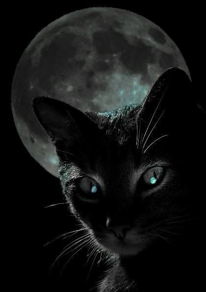 BLACK CAT photo: BLACK CAT black-cat-moon.jpg