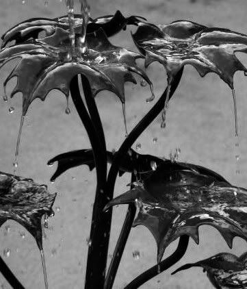 raindrops Pictures, Images and Photos