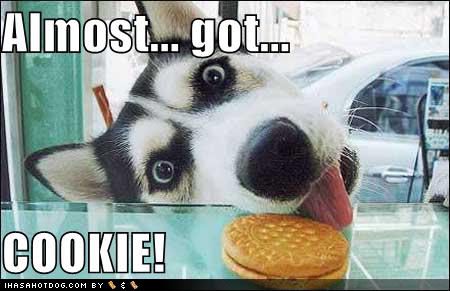 almost-got-cookie-loldogs-funny-pic.jpg