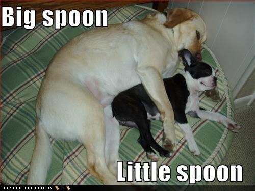Image result for dogs spooning