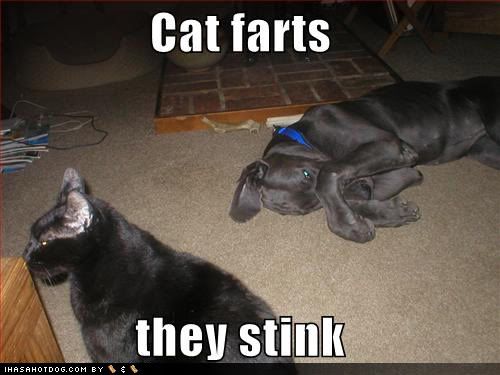 funny-dog-pictures-stinky-cat-farts.jpg