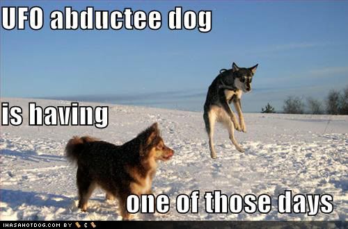 funny-dog-pictures-ufo-abductee-sno.jpg