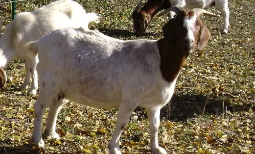 Pregnant Goat? - Goats