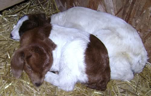 Repost: Baby pics - Goats