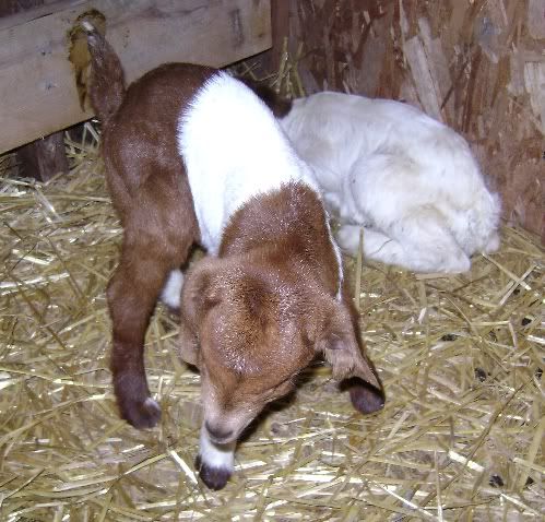 Repost: Baby pics - Goats