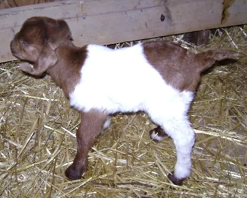 Repost: Baby pics - Goats
