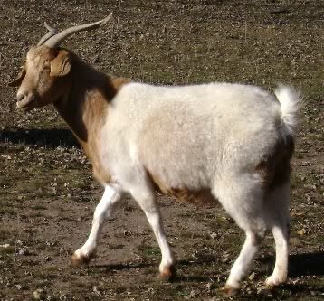 Pregnant Goat? - Goats