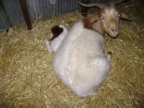 Repost: Baby pics - Goats