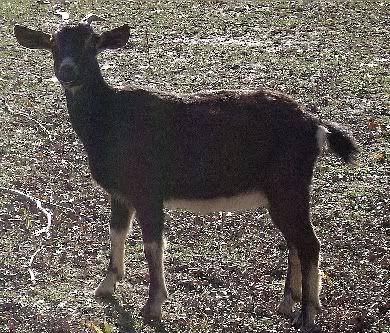 Any Ideas On What Breed She Might Be? - Goats