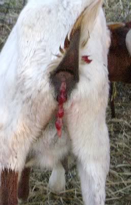 Lost another one today - Goats