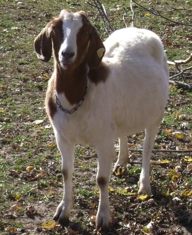 Pregnant Goat? - Goats