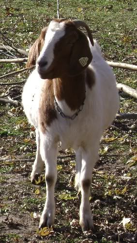 Pregnant Goat? - Goats