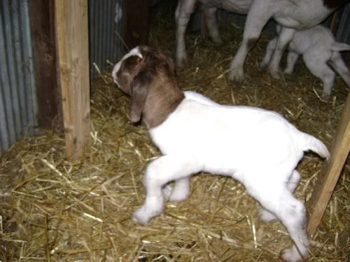 Repost: Baby pics - Goats